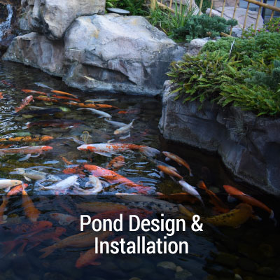 Koi Pond Design Installation Construction Rochester NY