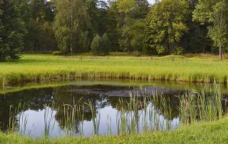 pond maintenance oxygen levels