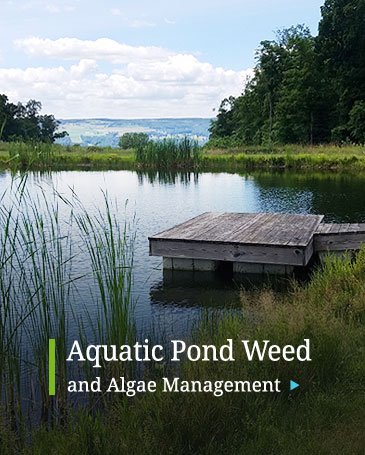 Toxic Pond Weed Algae Management Treatment Leroy, New York
