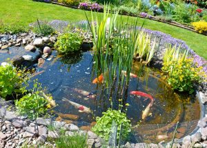 koi pond maintenance - Pond Water Quality