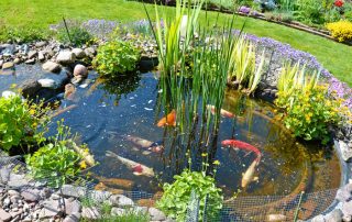 koi pond maintenace