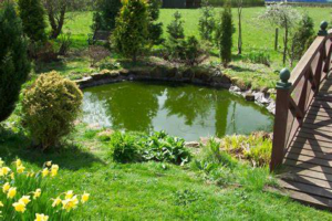 Green Water Maintenance Solution - Routine Pond Cleaning