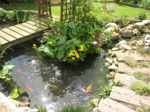 yearly pond cleaning and maintenance - Western NY