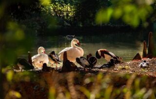 pond restoration maintenance rochester ny