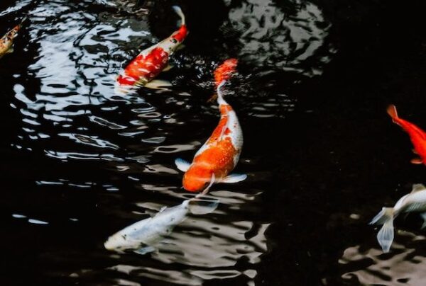 pond cleaning rochester western upstate new york specialist