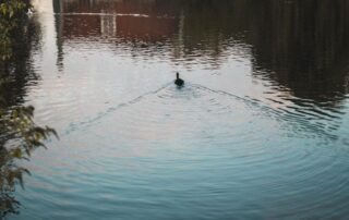 pond much cleaning removal rochester western new york