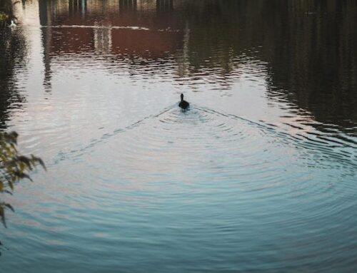 Managing Pond Fish Health in Late Summer & Early Fall