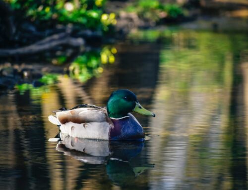 Summer Pond Care: Keeping Your Pond Crystal Clear & Healthy