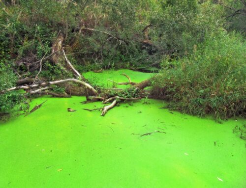 Harmful Algae Blooms – Keeping Your Pond Algae-Free