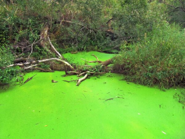 pond algae treatment removal rochester ny