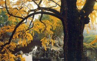 autumn pond maintenance western new york