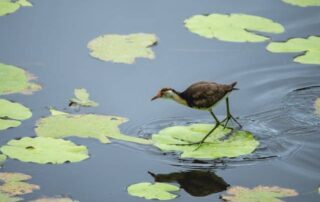 natural wildlife ponds upstate new york