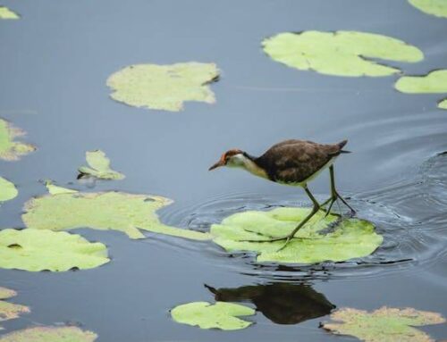 Natural Ponds and Wildlife Ponds: What’s the Difference?