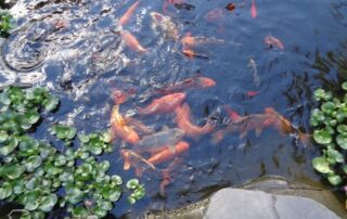 koi pond care maintenance WNY