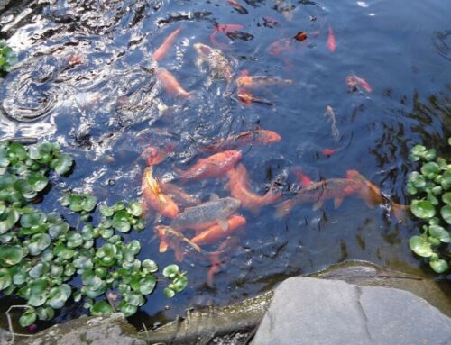 Keeping Pond Fish Safe in Summer Heat: Tips for Hot Weather Care