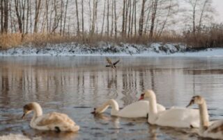 prevent winter pond ice damage rochester ny