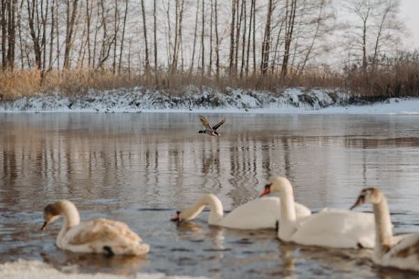 prevent winter pond ice damage rochester ny