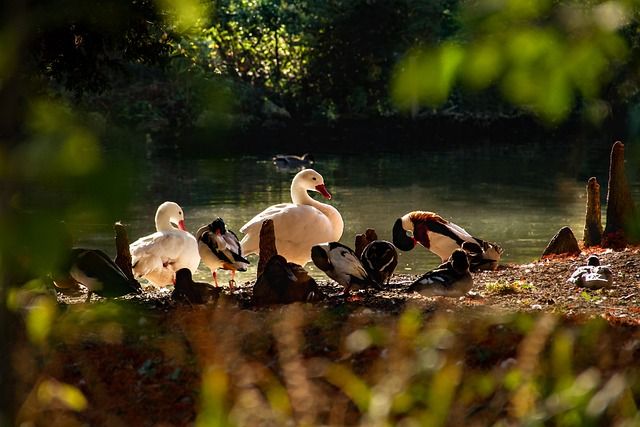 Best Practices for Choosing Pond Cleaning Services