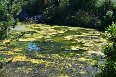 best pond aeration systems rochester ny