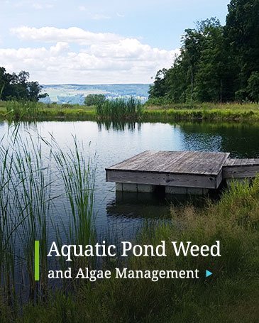 Toxic Pond Weed Algae Management Treatment Chittenango, New York