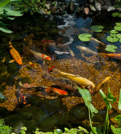 koi pond design construction rochester syracuse new york