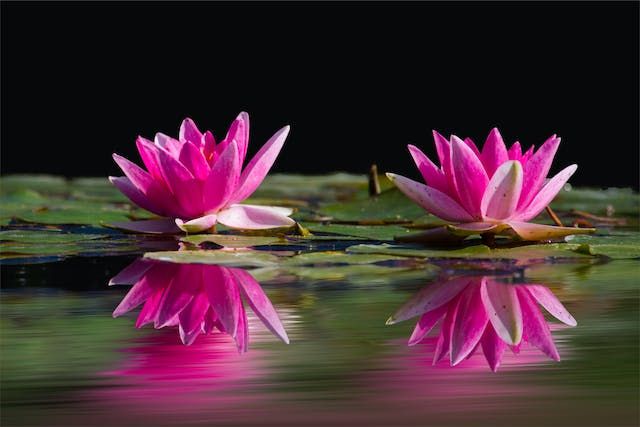 Spring Planting: Best Aquatic Plants to Add to Your Pond