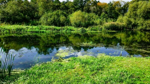Retention Pond Maintenance repair management rochester syracuse binghamton bath buffalo ny