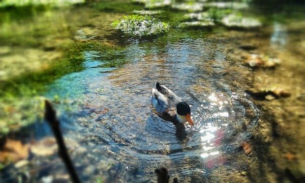 rochester ny pond cleaning maintenance service