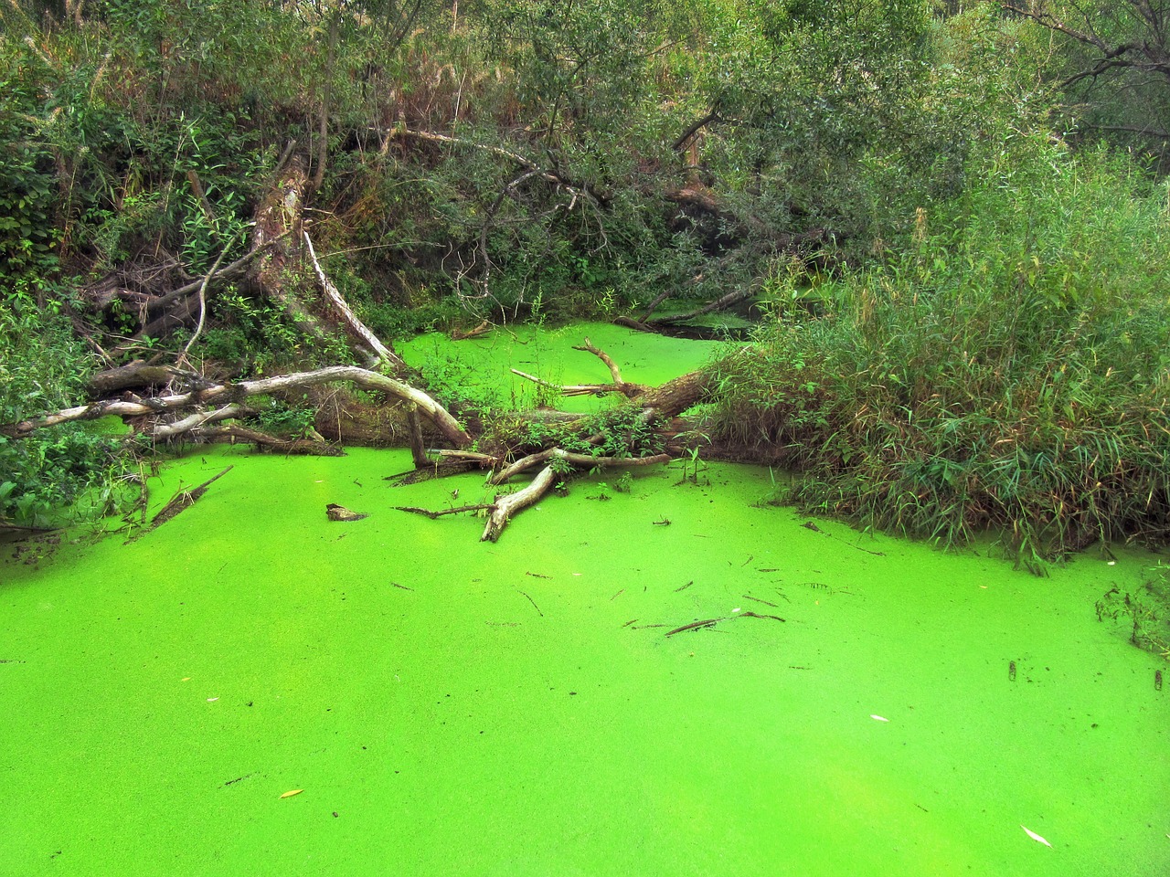 Harmful Algae Blooms - Keeping Your Pond Algae-Free