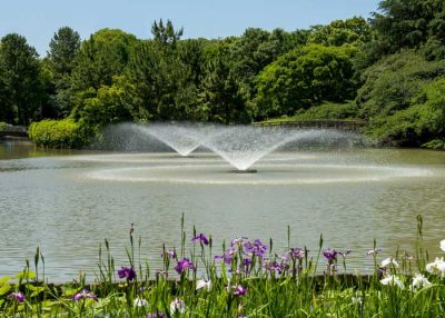 Pond Maintenace Mistakes