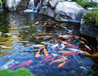 rochester ny koi pond design construction installation