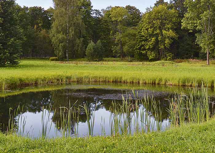 Tips for Maintaining Proper Pond Water Oxygen Levels