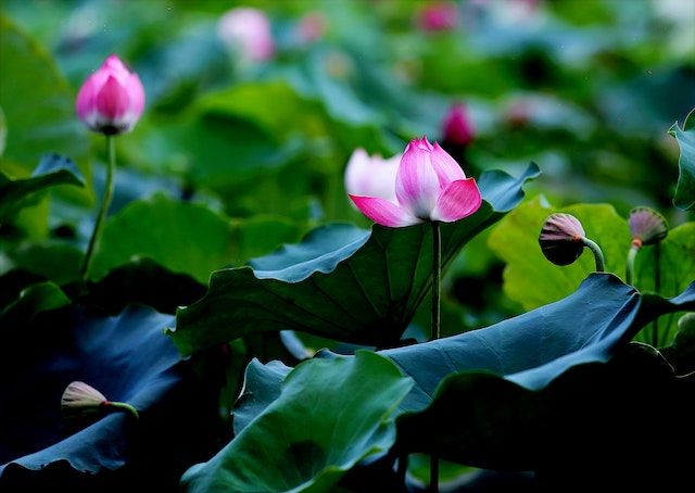 Natural Treatments for Harmful Algae Blooms in Rochester NY Ponds