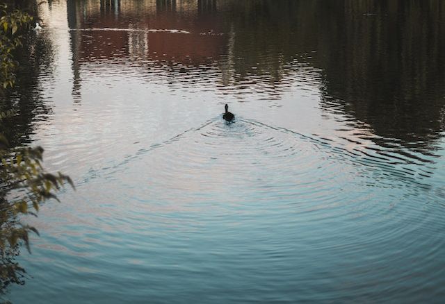 Managing Pond Fish Health in Late Summer & Early Fall