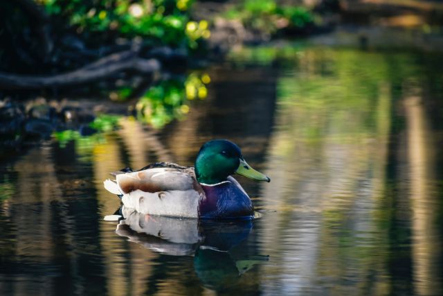 Natural Pond Maintenance | Rochester NY Pond Cleaning Care