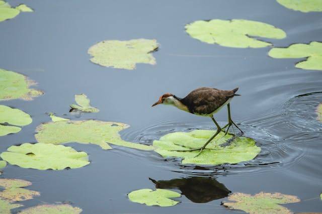 Natural Ponds and Wildlife Ponds: What’s the Difference?