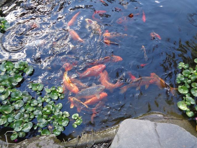 Keeping Pond Fish Safe in Summer Heat: Tips for Hot Weather Care